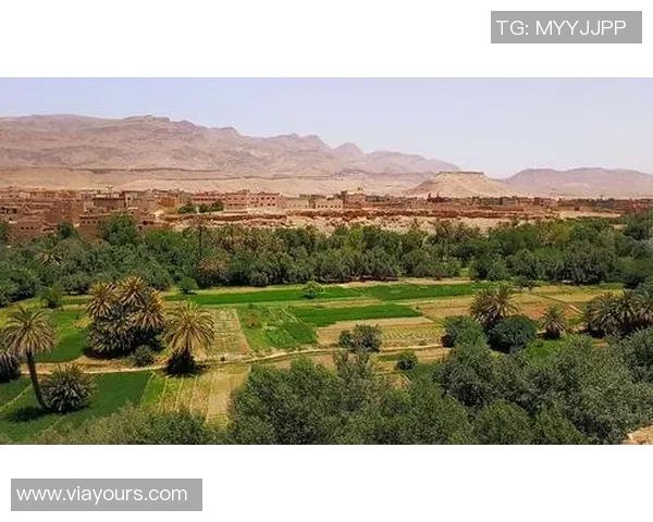 马里迪莫与托德拉的激烈对决谁能在这场比赛中脱颖而出